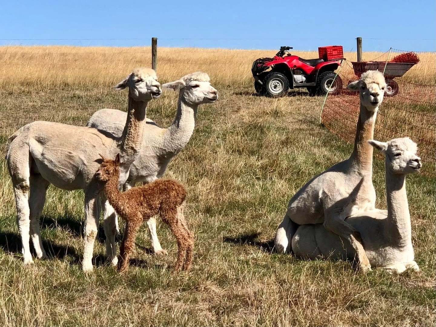 The freshly shorn guardian alpacas — including a woolly brown cria — keeping watch beside the quad bike