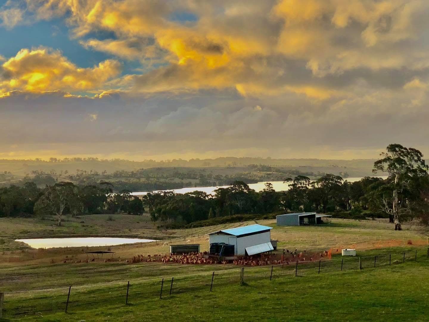 The mobile hen caravan and flock on the hillside at dusk, with the dam and reservoir glowing under a golden sky