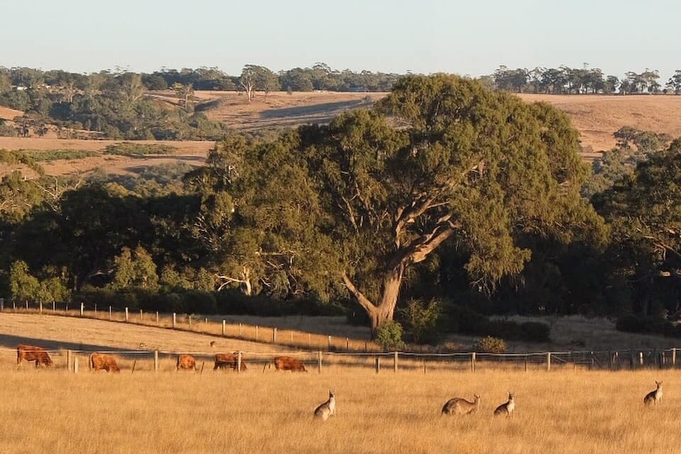 Cattle grazing along the fence line while a mob of kangaroos looks on from the golden grass