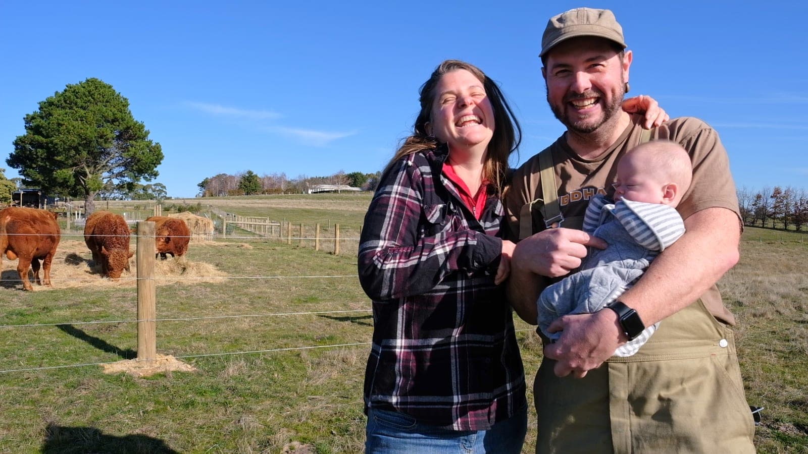 Tim and Madeleine laughing in the paddock with baby Leela in Tim's arms, the South Devon herd at the hay behind them