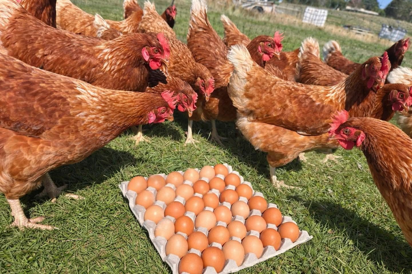 A curious huddle of Brave Hens up close on the grass