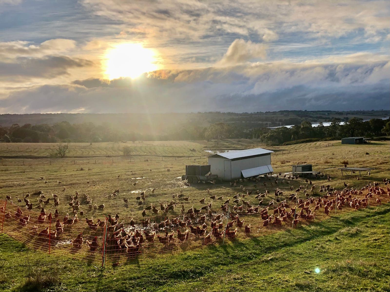 The Brave Hen flock spread out across wide open pasture around their caravan at golden hour, with the dam and a big Macedon Ranges sky beyond
