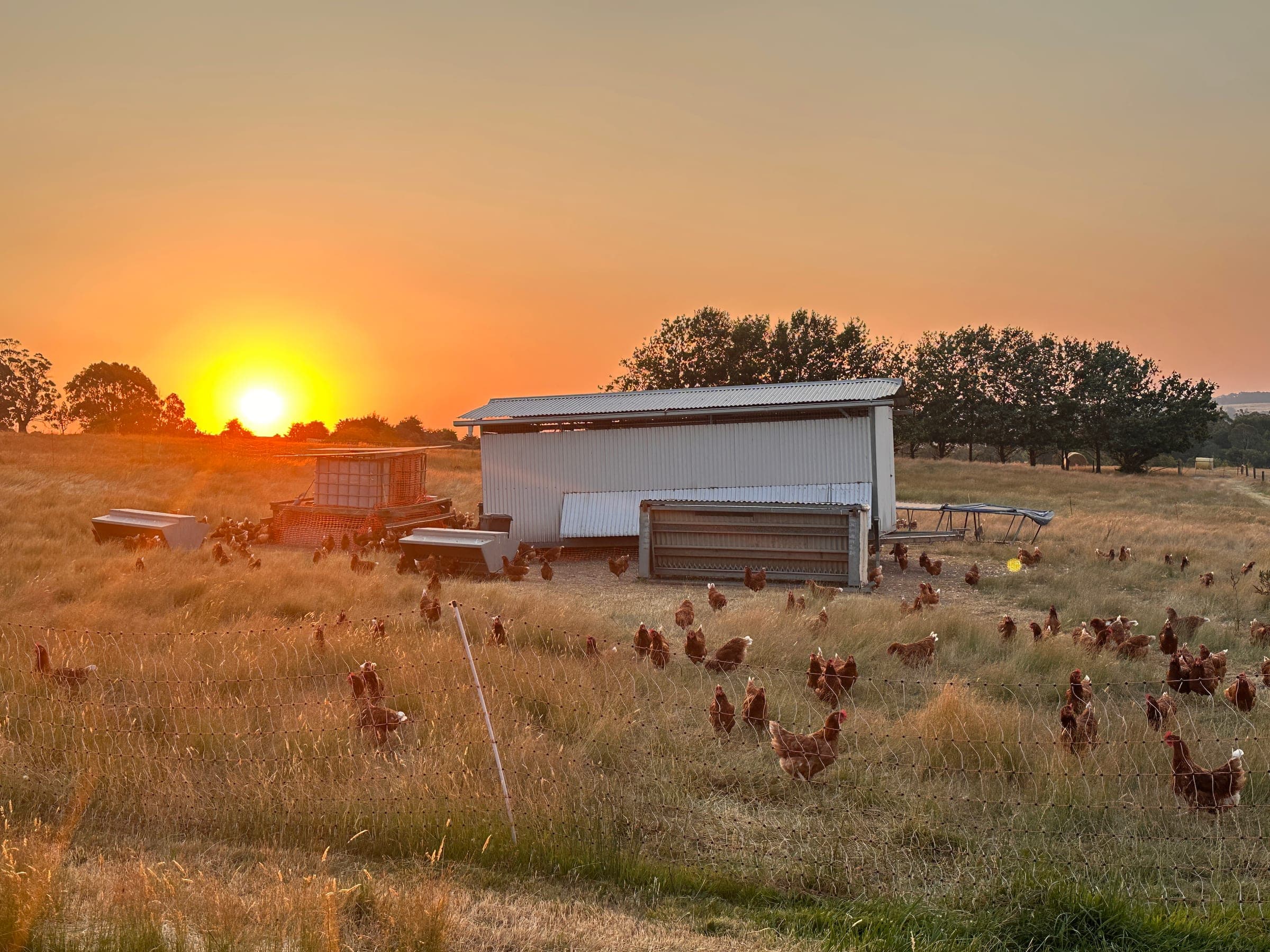 Brave Hens ranging through golden grass around their mobile caravan as the sun sets orange over the Macedon Ranges