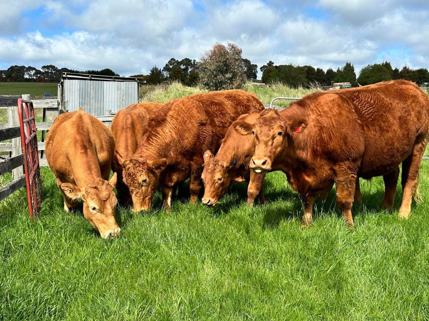 Four South Devon steers grazing shoulder to shoulder in knee-deep grass